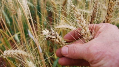  Cotações do trigo atingem recordes nominais no Paraná e Rio Grande do Sul