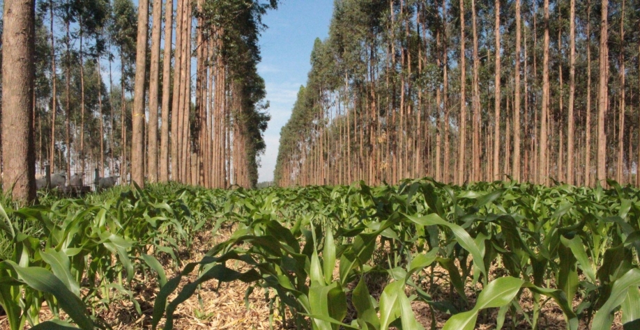 Pesquisas de cientistas ajudam no gerenciamento de gases de efeito estufa