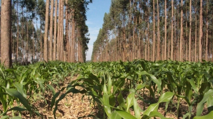 Pesquisas de cientistas ajudam no gerenciamento de gases de efeito estufa