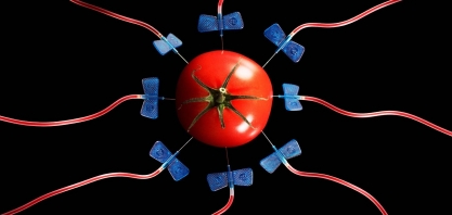 UE começa reavaliação de regras para técnica de edição genética de safras