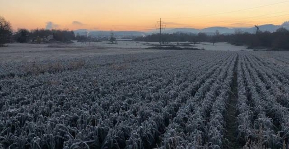 Preocupação com safra de grãos da França aumenta após geadas