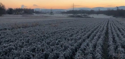 Preocupação com safra de grãos da França aumenta após geadas