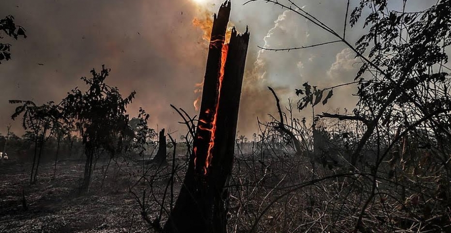 Mobilização pede a Biden rigor com Bolsonaro sobre desmate 
