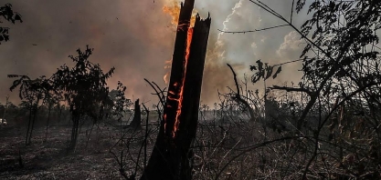 Mobilização pede a Biden rigor com Bolsonaro sobre desmate 