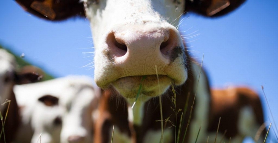 UE se aproxima de acordo sobre políticas agrícolas após 3 anos de disputa