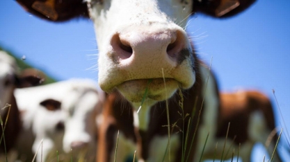UE se aproxima de acordo sobre políticas agrícolas após 3 anos de disputa