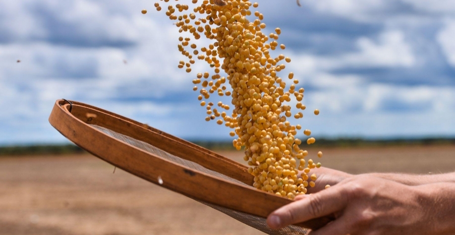 Abiove eleva previsões de safra e exportação de soja e óleo