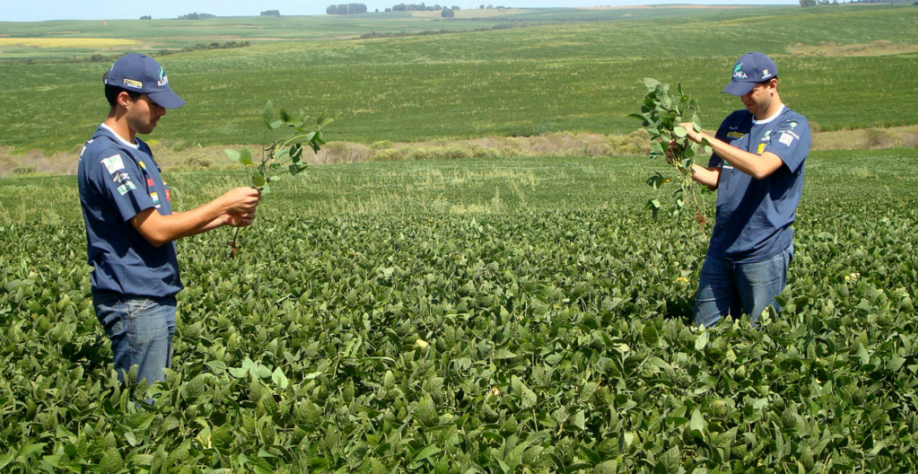 Produção gaúcha de grãos em 2021/22 poderá ser a melhor em uma década