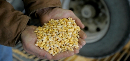 Estiagem reduz 2ª safra de milho do Centro-Sul para 65 mi de t