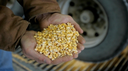 Estiagem reduz 2ª safra de milho do Centro-Sul para 65 mi de t