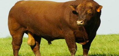 Angus: Venda de sêmen produzido no Brasil cresce 53% no 1º trimestre