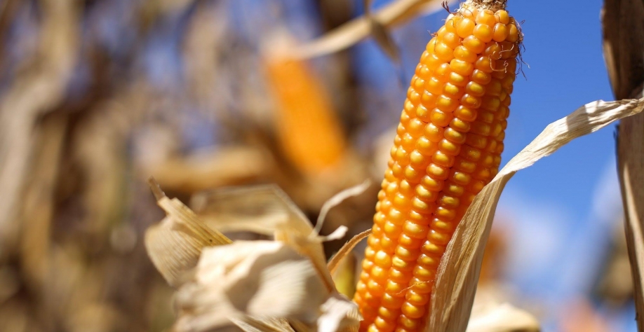 Milho e soja tocam máximas de vários anos em Chicago  