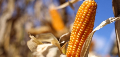 Milho e soja tocam máximas de vários anos em Chicago  