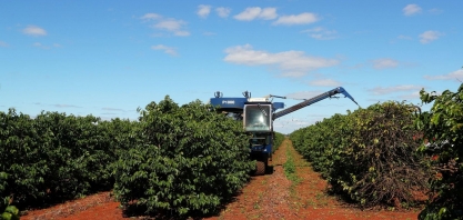 Produtores de café tentam renegociar contratos diante de quebra de safra