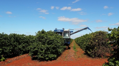 Produtores de café tentam renegociar contratos diante de quebra de safra