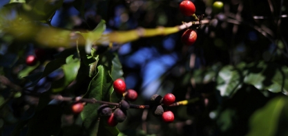 USDA vê menor safra de café do Brasil em 4 anos