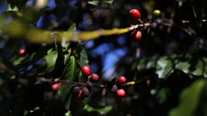 USDA vê menor safra de café do Brasil em 4 anos