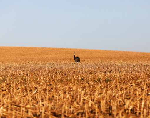 Apesar da seca, Mato Grosso tem parte do milho salvo