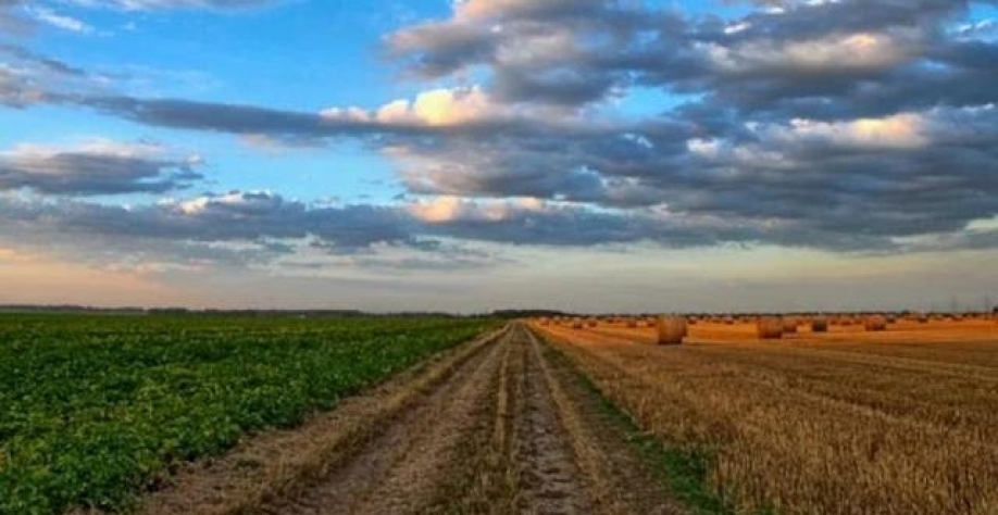 Cúpula do Clima: Caminhos indicados podem impulsionar o agro brasileiro