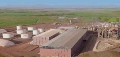 Jalles Machado terá colheita “doce” para as ações