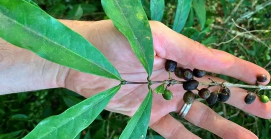 A planta que pode salvar a produção mundial de café
