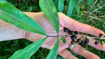 A planta que pode salvar a produção mundial de café