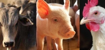 Exportação de carnes em abril cresce em volume e receita