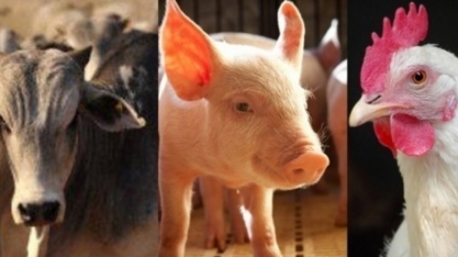 Exportação de carnes em abril cresce em volume e receita