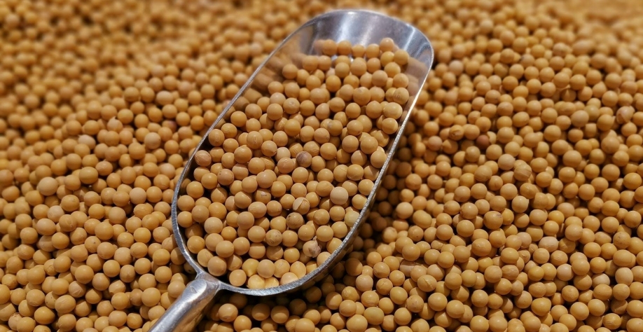 ADM investe US$ 350 mi em fábrica de esmagamento de soja em Dakota do Norte