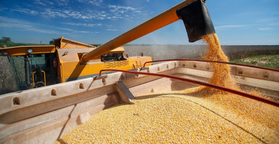 Imbróglio do milho – Por Helen Jacintho