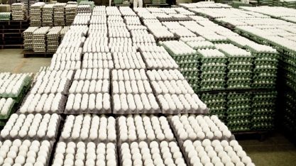 Exportação de ovos no 1º quadrimestre é a maior para o período em 5 anos