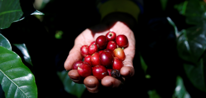 Café arábica atinge nova máxima de quatro anos na ICE; açúcar cai