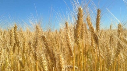 Embrapa planeja expansão do trigo tropical na região central do País