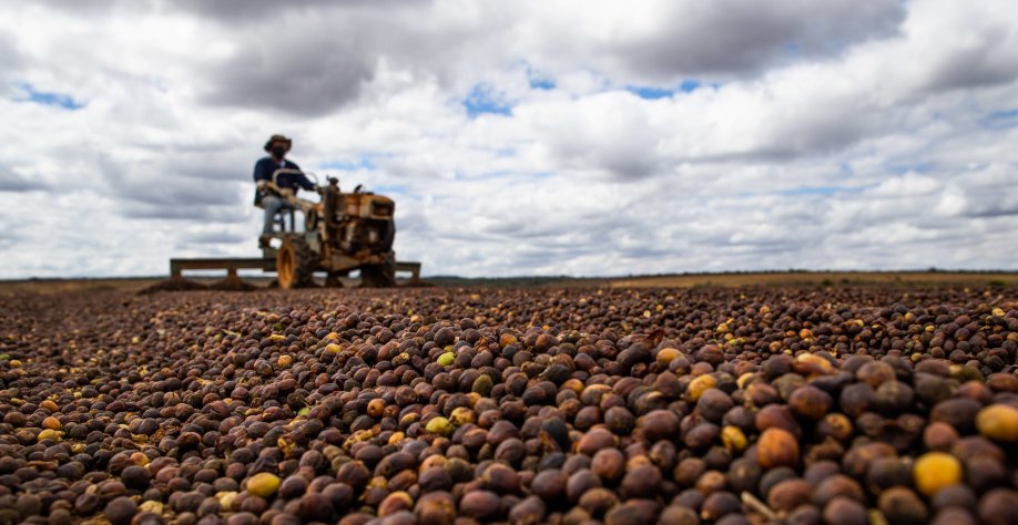 Suíços e americanos se rendem ao café, cacau e guaraná do projeto AgroBR