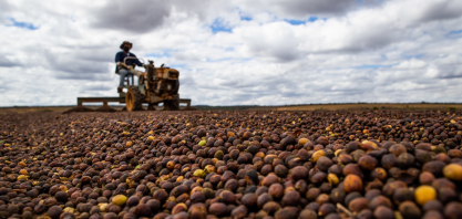 Suíços e americanos se rendem ao café, cacau e guaraná do projeto AgroBR