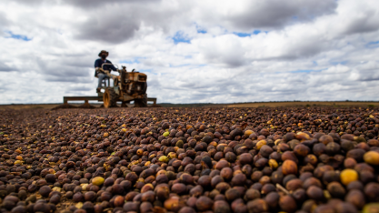 Suíços e americanos se rendem ao café, cacau e guaraná do projeto AgroBR