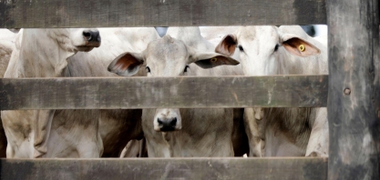Exportação de carne bovina avança 12% em abril; China desacelera compras