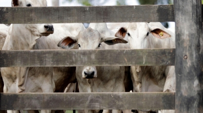 Exportação de carne bovina avança 12% em abril; China desacelera compras