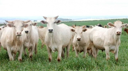 Boi: Análise Conjuntural Agromensal Cepea/Esalq/USP