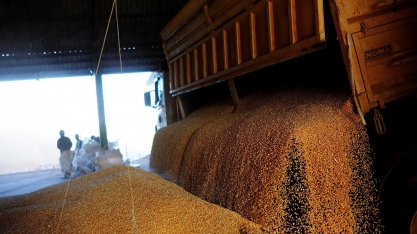  Brasil está produzindo menos milho na safra 2020/21, afirma Conab