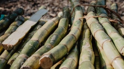 Principal cluster da sucroenergia brasileira agrega sinergias com a Udop