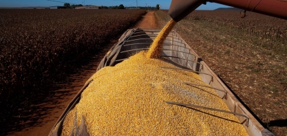 Indicador Cepea para o milho supera os R$ 100 por saca