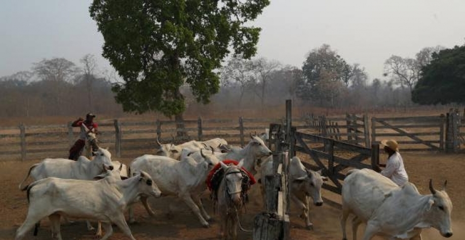 Áreas do Brasil devem ser reconhecidas como livres de aftosa sem vacinação