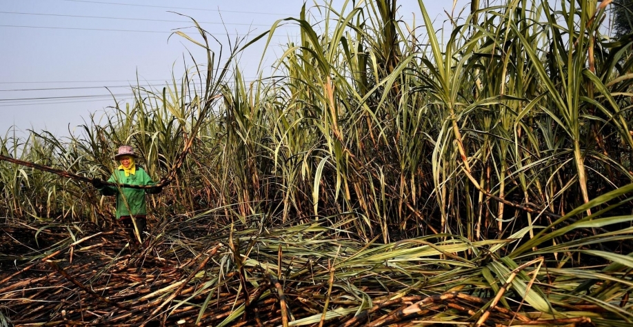 Índia, maior concorrente do açúcar brasileiro, aumenta a aposta no etanol