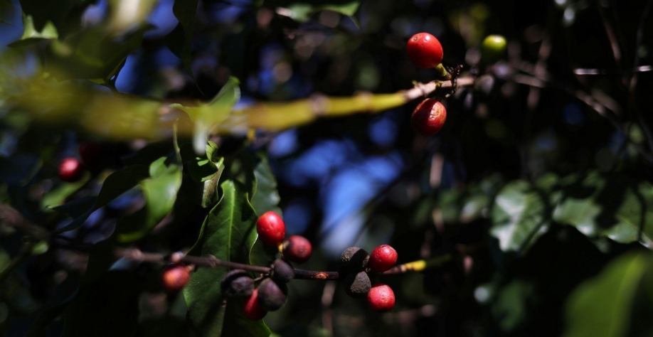 Inteligência artificial pode facilitar a colheita de café