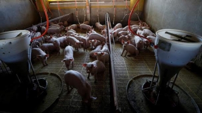 Suínos: Preços sem em queda e relação animal por milho é a pior desde 2004