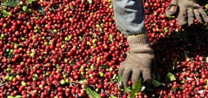 Café arábica dispara em meio a bloqueios na Colômbia e com safra do Brasil