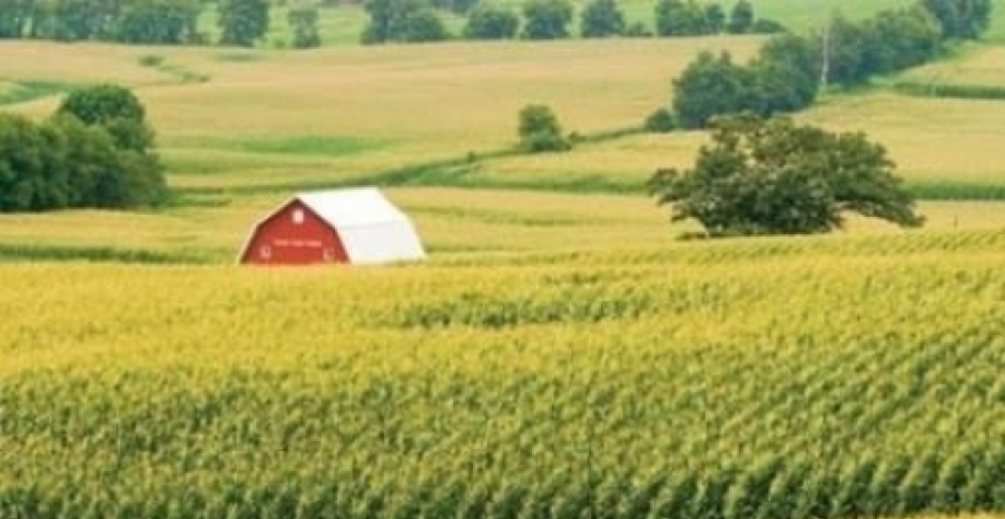 China volta forte às compras e leva mais 1,36 mi de t de milho dos EUA 