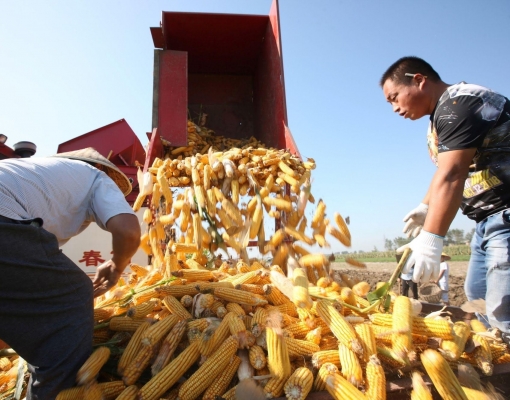 Milho avança após nova venda para China; trigo e soja recuam