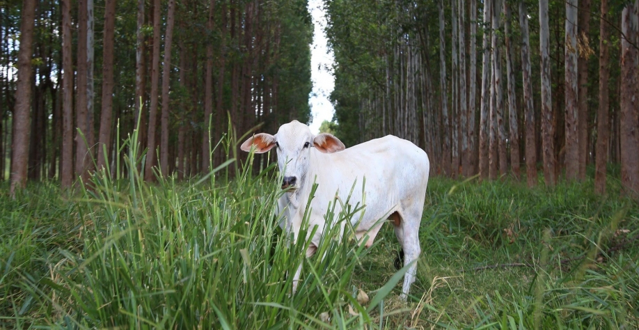 Congresso sobre integração lavoura-pecuária-floresta cria metas para 2030